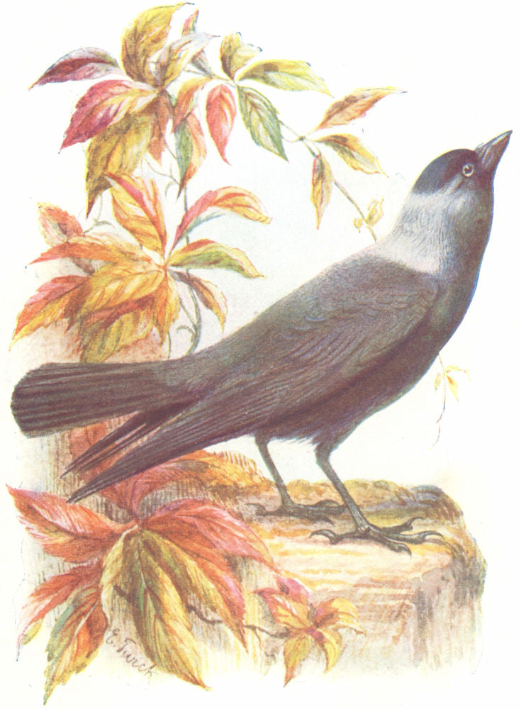 BIRDS. Jackdaw  1901 old antique vintage print picture